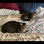 Lily and Daisy, two of Joshua8600's beautiful cats.