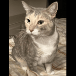 Pumpkin, one of Joshua8600's beautiful cats!